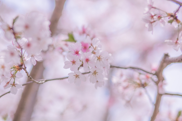 西安日语哪里比较专业